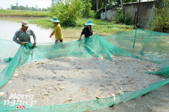 Cận cảnh nuôi cá ruộng mùa lũ ở miền Tây không cho ăn vẫn lớn như thổi - Ảnh 3.