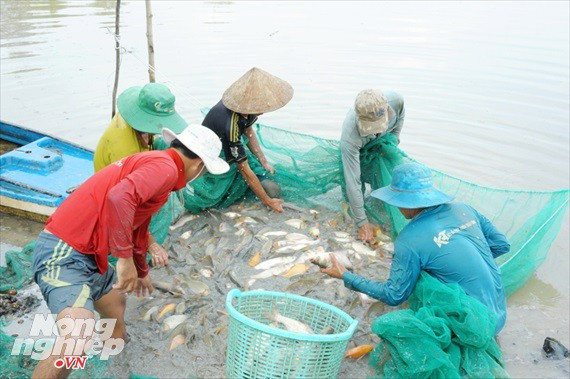 Cận cảnh nuôi cá ruộng mùa lũ ở miền Tây không cho ăn vẫn lớn như thổi - Ảnh 6.