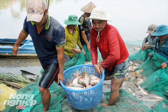 Cận cảnh nuôi cá ruộng mùa lũ ở miền Tây không cho ăn vẫn lớn như thổi - Ảnh 7.