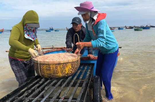 Cận Tết, ngư dân Quảng Ngãi trúng đậm mùa ruốc - Ảnh 4.