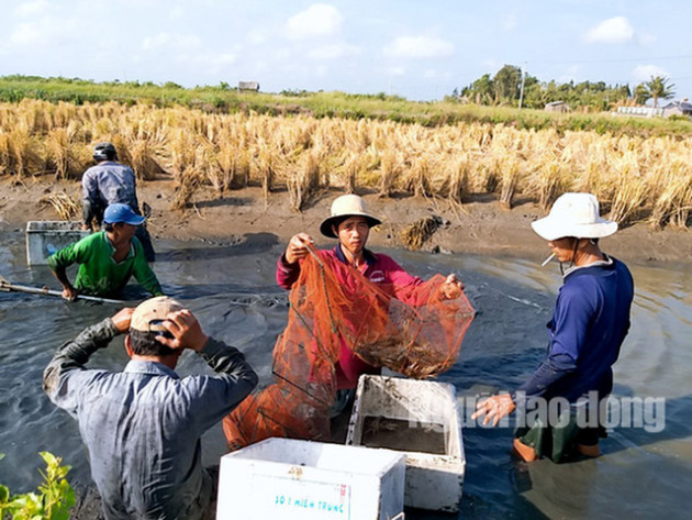 Cận Tết, về Cà Mau xem người dân quậy bùn bắt tôm càng xanh - Ảnh 4.