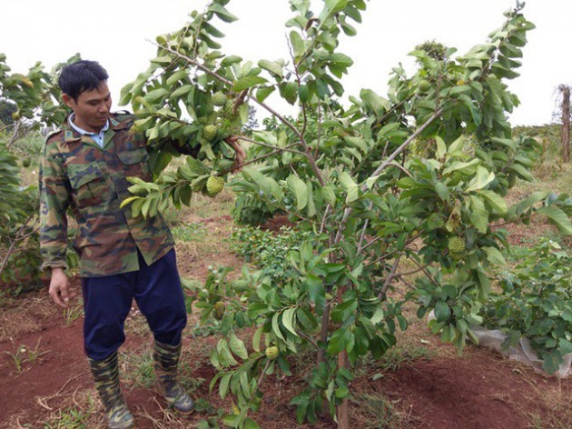 Canh bạc của nông dân Tây Nguyên - Ảnh 3.