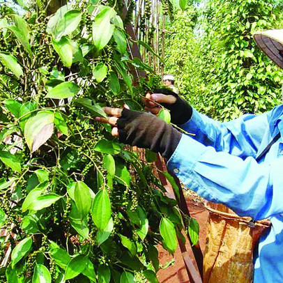 Cảnh báo giá hồ tiêu tại Việt Nam 'cay xè'