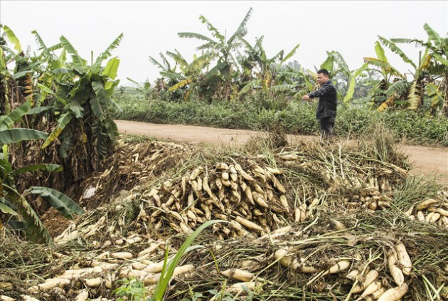 Cánh đồng ngập trắng củ cải bị vứt bỏ vì không ai mua - Ảnh 5.