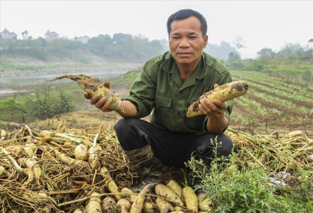 Cánh đồng ngập trắng củ cải bị vứt bỏ vì không ai mua - Ảnh 4.