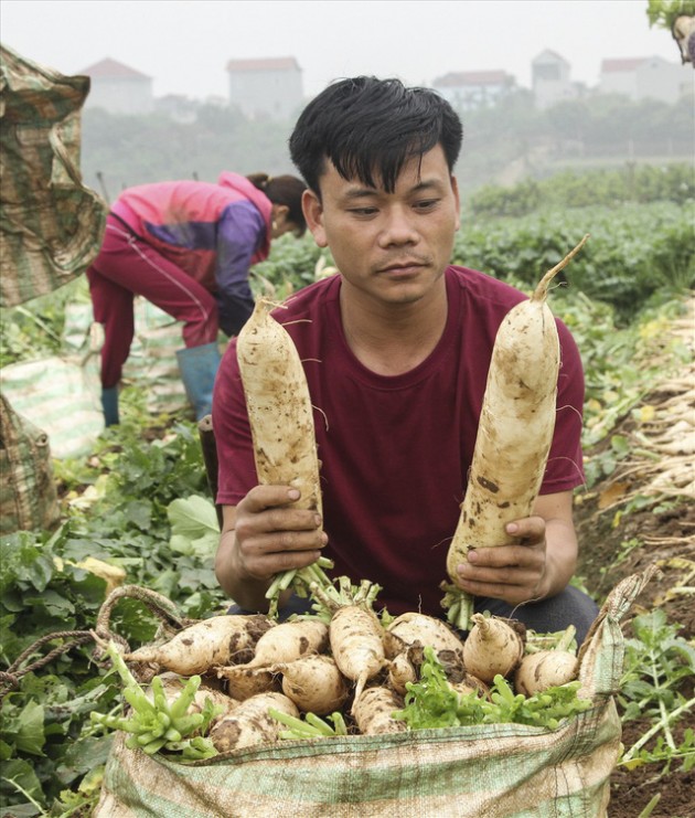 Cánh đồng ngập trắng củ cải vứt bỏ vì không ai mua: Chính quyền bó tay - Ảnh 3.