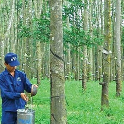 Cao su Đồng Phú (DPR) dự kiến phát hành cổ phiếu thưởng tăng vốn điều lệ tỷ lệ 100%