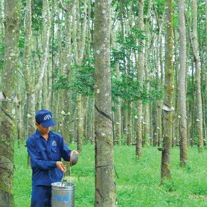 Cao su Đồng Phú (DPR) ước lãi trước thuế 121 tỷ đồng sau 8 tháng, hoàn thành 53% kế hoạch năm