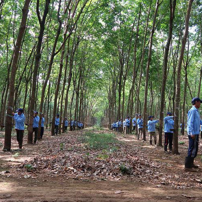 Cao su DRI báo lãi gộp tăng 2,5 lần trong 9 tháng đầu năm 2021