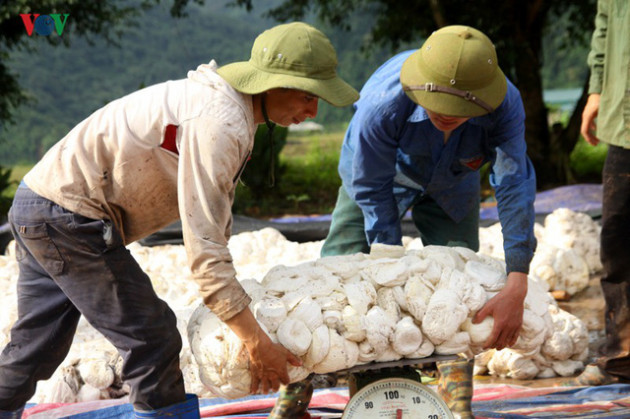 Cao su Lai Châu thời mất giá: Người dân còn “ôm mộng” làm giàu? - Ảnh 2.