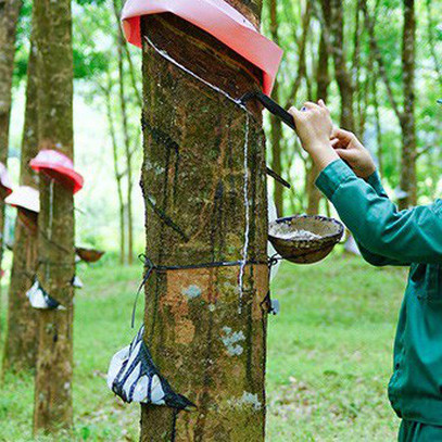 Cao su ngày càng xuất mạnh sang Trung Quốc, chiếm tỷ trọng đến hơn 73%