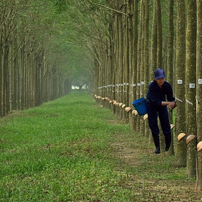 Cao su Phước Hòa (PHR) chốt quyền nhậncổ tức bằng tiền và cổ phiếu thưởng tổng tỷ lệ 90%