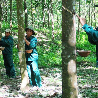 Cao Su Quảng Nam (VHG): Năm 2018 lỗ tiếp 240 tỷ đồng, chờ án hủy niêm yết