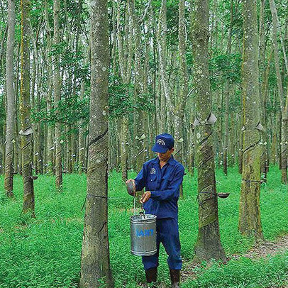 Cao su Tây Ninh (TRC) báo lãi quý 2 chỉ hơn 3 tỷ đồng, giảm gần 80% so với cùng kỳ 2020