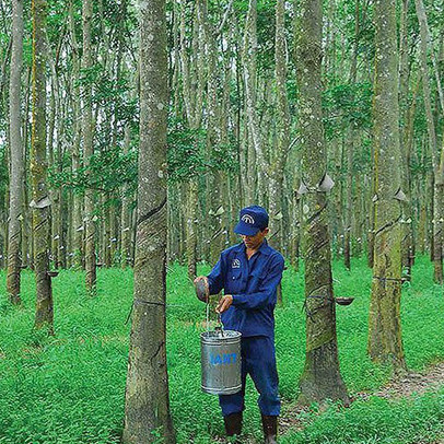 Cao su Tây Ninh (TRC) chốt quyền tạm ứng cổ tức đợt 1/2021 bằng tiền mặt, tỷ lệ 10%