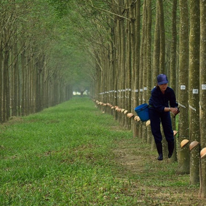 Cao su Tây Ninh (TRC): LNST 9 tháng đạt 54 tỷ đồng, giảm 39% so với cùng kỳ