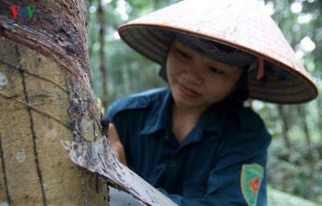 Cao su thời mất giá: Nín thở chờ mủ tăng giá - Ảnh 1.