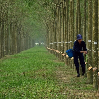 Cao su Thống Nhất đưa hơn 64.000 cây cao su ra thanh lý