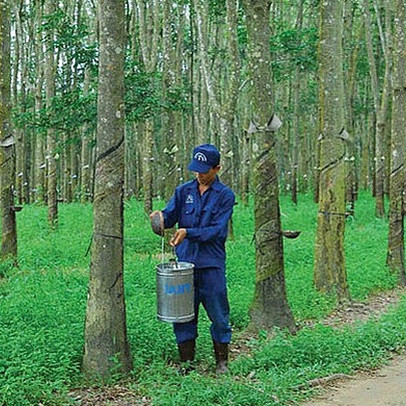 Cao su Thống Nhất (TNC): Cổ phiếu tăng gấp đôi từ đầu năm, đã hoàn thành 91% kế hoạch lợi nhuận cả năm