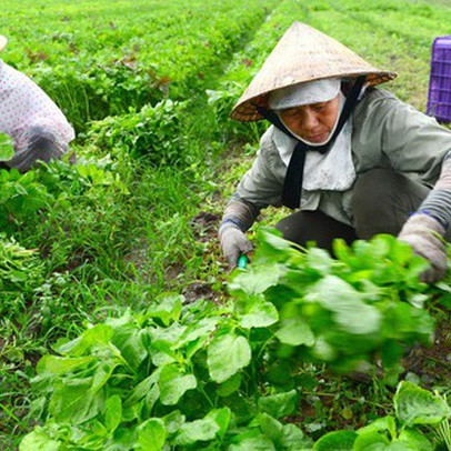 Cấp chứng nhận VietGAP: Sẽ thu hồi giấy phép nếu vi phạm