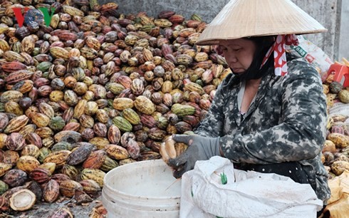 Cây ca cao Đồng Nai “hồi sinh” nhờ cánh đồng lớn - Ảnh 1.