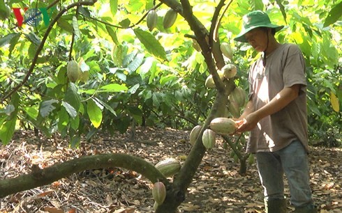 Cây ca cao Đồng Nai “hồi sinh” nhờ cánh đồng lớn - Ảnh 2.