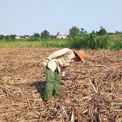 Cây mía Quảng Ngãi đã quá kì thu hoạch