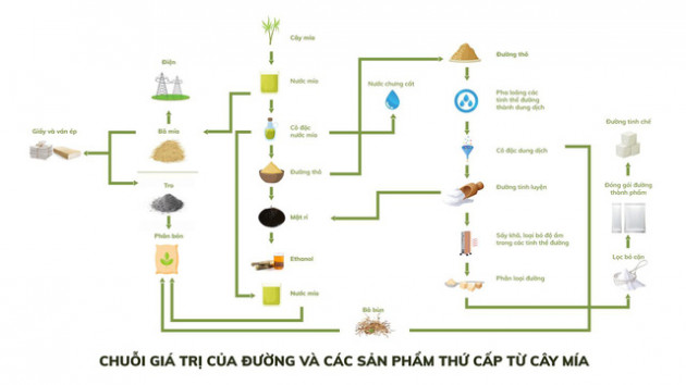 Cây mía Việt Nam vươn mình qua thách thức - Ảnh 1. Cây mía Việt Nam vươn mình qua thách thức - Ảnh 1.
