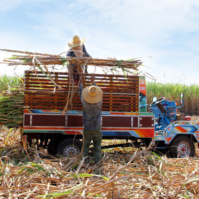 Cây mía Việt Nam vươn mình qua thách thức