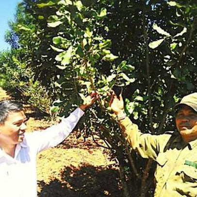 Cây "tỉ đô" ở Tây Nguyên giờ ra sao: Vào vườn mắc ca "tính tiền" cùng nông dân