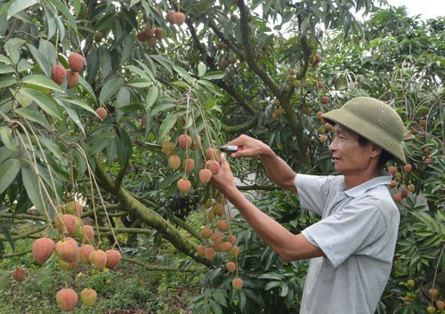 Cây "tỉ phú" mới trên đất Tây Nguyên