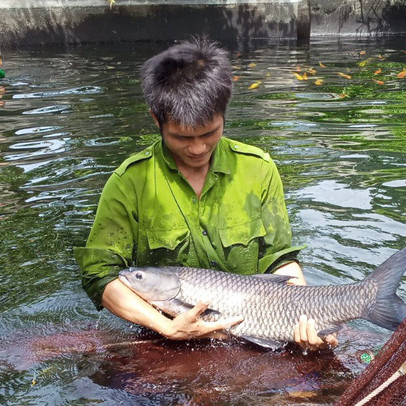 Chàng trai bỏ công việc lương cao về quê nuôi cá "khổng lồ": Không phải ai chán thành phố cũng về quê "nuôi cá và trồng thêm rau" được đâu!