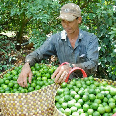 Chanh tăng giá sốc sau khi chặt cây làm... củi