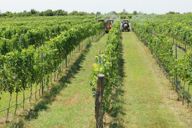 Chateau Dalat và VangĐàlạt của Nhà làm Vang Ladofoods giữ vững vị trí hàng đầu trong thị trường Vang nội - Ảnh 2.