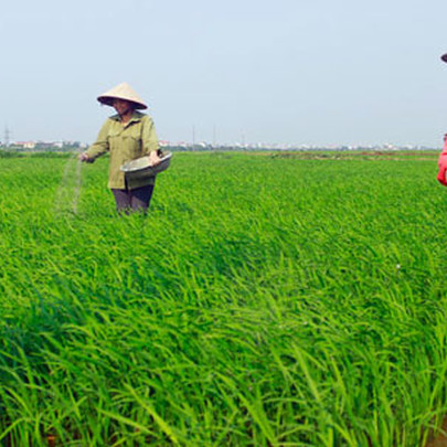 Chi phí giá vốn, chi phí bán hàng tăng cao, Phân bón Bình Điền báo lãi quý 3 giảm 19% so với cùng kỳ