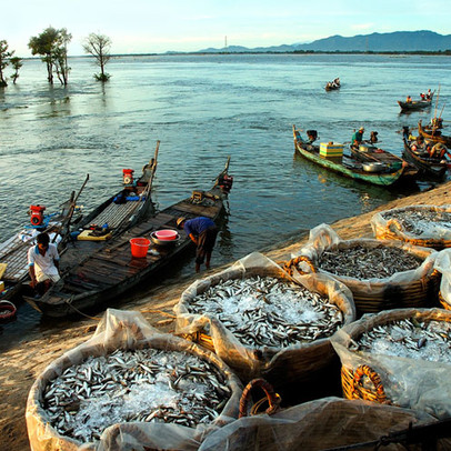 Chi phí giá vốn tăng cao, Thủy sản Cửu Long An Giang (ACL) báo lãi quý 3 bằng 1/5 cùng kỳ