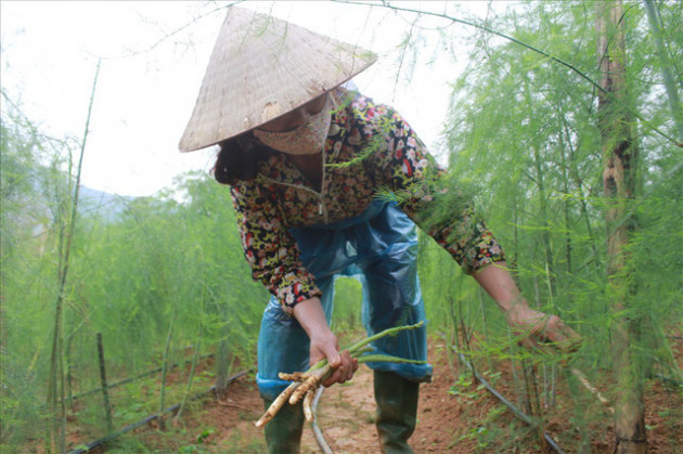 Chiêm ngưỡng vườn măng tây cho thu nhập gần 2 tỷ/năm - Ảnh 6.