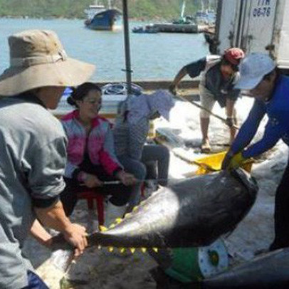 Chiến tranh thương mại Mỹ - Trung: Cơ hội cho doanh nghiệp xuất khẩu cá ngừ sang thị trường Mỹ