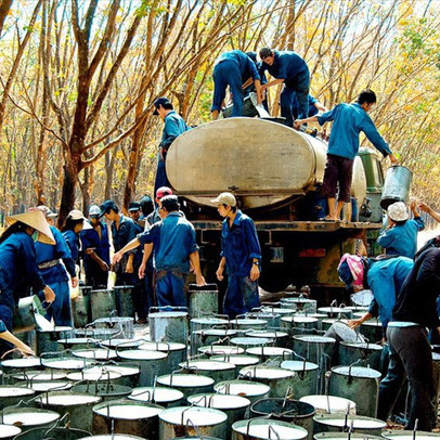 Chiến tranh thương mại Mỹ - Trung: "Đánh" cả vào xuất khẩu cao su Việt Nam