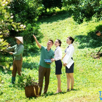 Cho vay chuỗi giá trị thúc đẩy phát triển kinh tế nông thôn bền vững