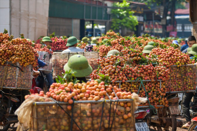 Chôn chân trong sắc đỏ ở thủ phủ vải Bắc Giang - Ảnh 1.