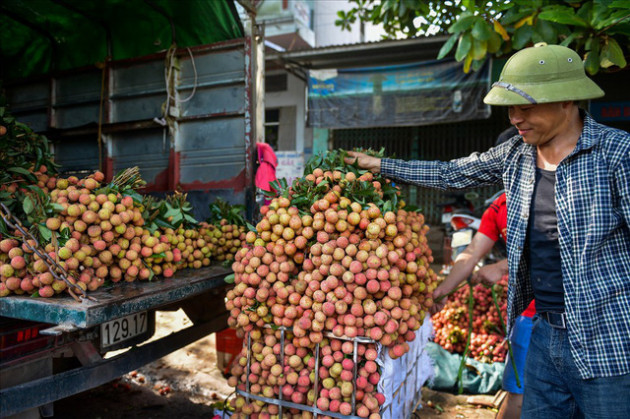 Chôn chân trong sắc đỏ ở thủ phủ vải Bắc Giang - Ảnh 3.