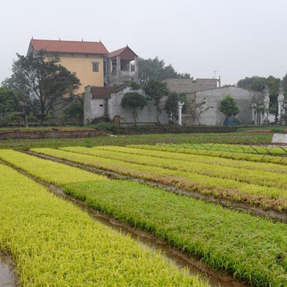 Chủ động tiêu úng trong sản xuất vụ Hè Thu, Mùa