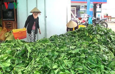 Chủ tịch tỉnh Cà Mau lệnh kiểm tra việc thương lái thu mua lá nhàu tươi