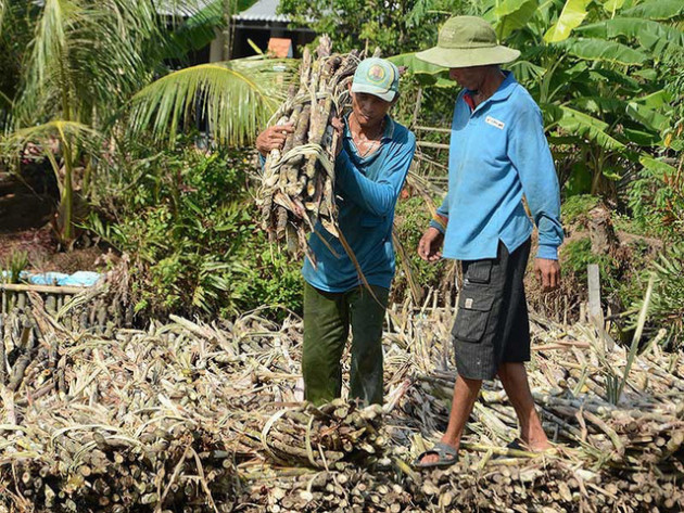 Chuối ế, mía ế, U Minh Thượng lo mất Tết - Ảnh 1.