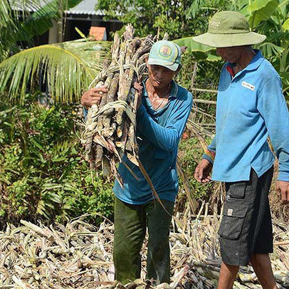 Chuối ế, mía ế, U Minh Thượng lo mất Tết