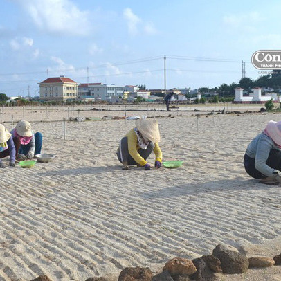 Chuyển nhượng đất nông nghiệp ở Lý Sơn: Giá cao, rủi ro cũng lắm