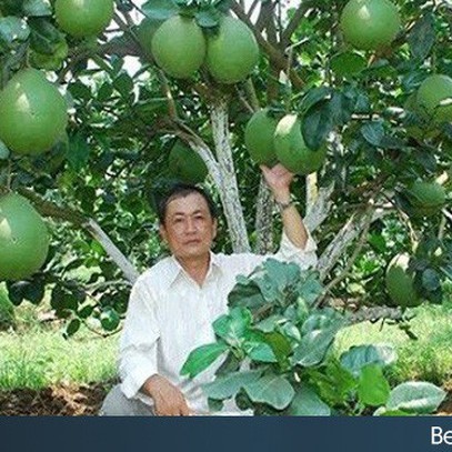 Có "bùa chú" này, người trồng cam Cao Phong, bưởi da xanh Bến Tre, hộ kinh doanh chả mực Hạ Long... sẽ thu lợi cao hơn từ đặc sản và dẹp nạn hàng giả mạo danh