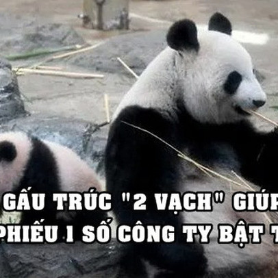 Cổ phiếu công ty tăng vọt nhờ gấu trúc mang thai