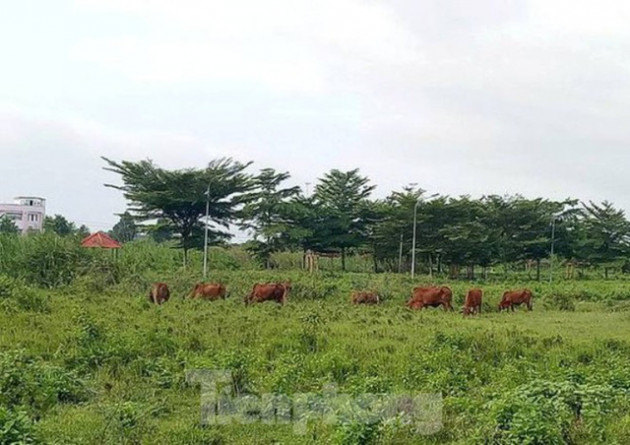 Công an mời ‘ông lớn’ BĐS đến làm việc liên quan dự án hàng nghìn tỷ ở Bình Dương - Ảnh 2.